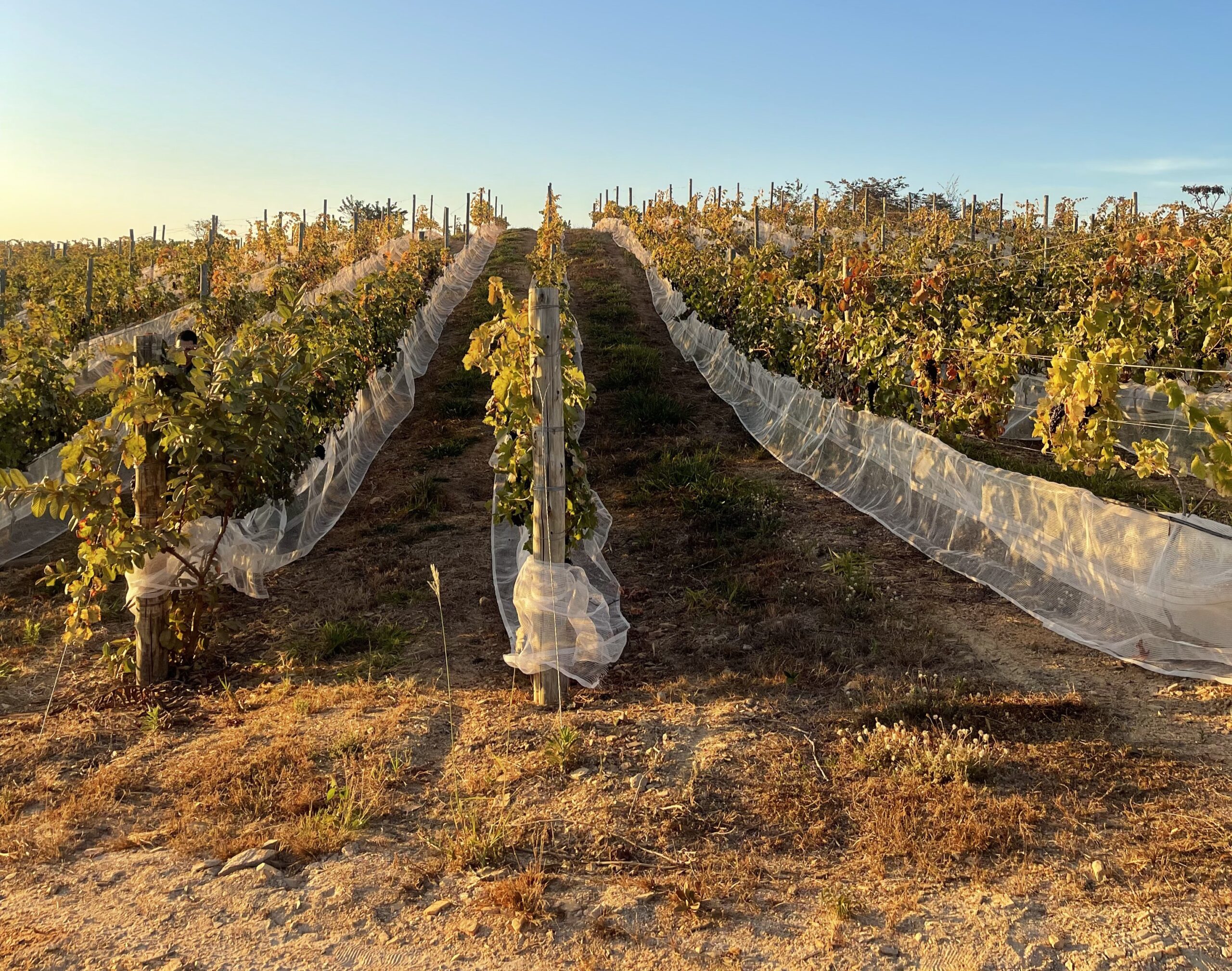 Enólogo aponta viabilidade de vinhos de alto padrão no Cerrado