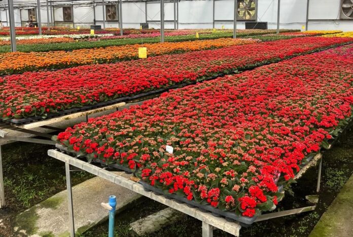 producao-de-minikalanchoes2-LucianoRios