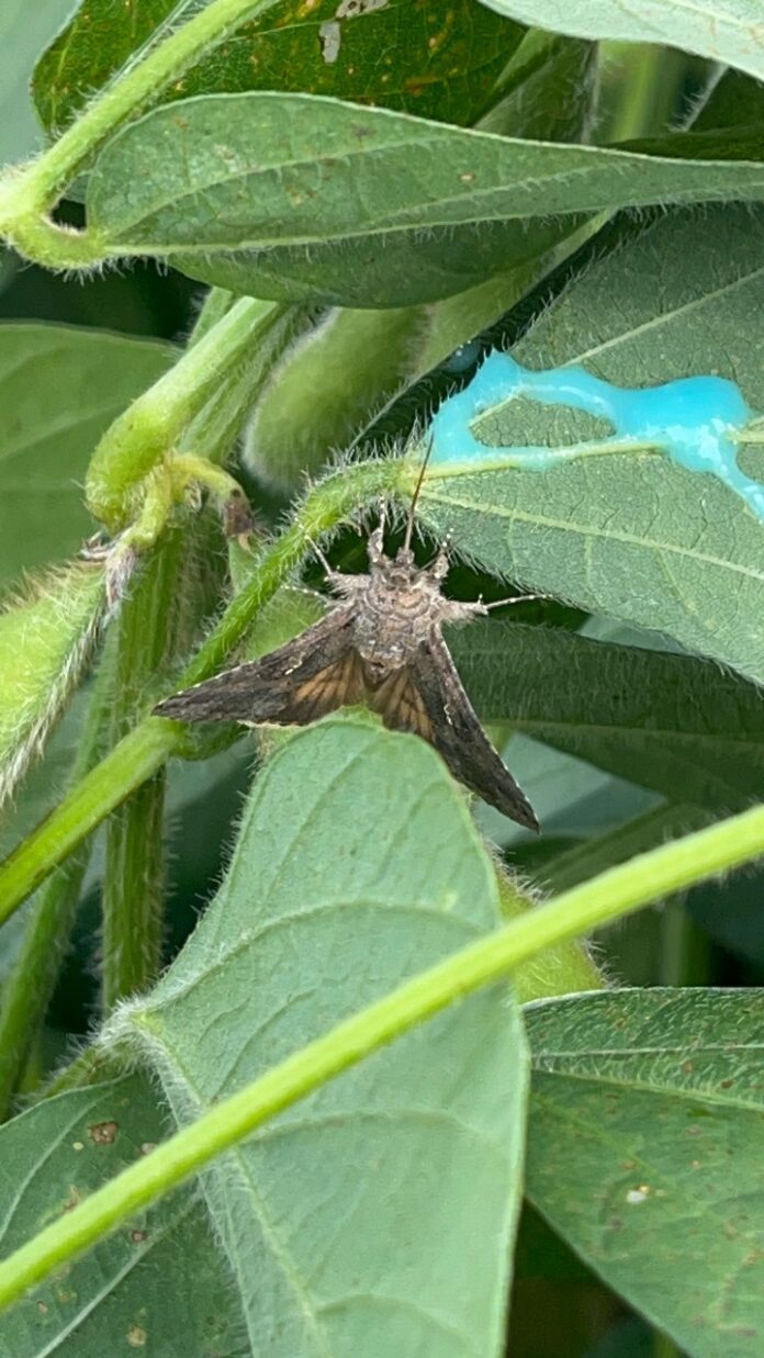 A imagem ilustra o detalhe da mariposa sendo atraída pelo Chamariz