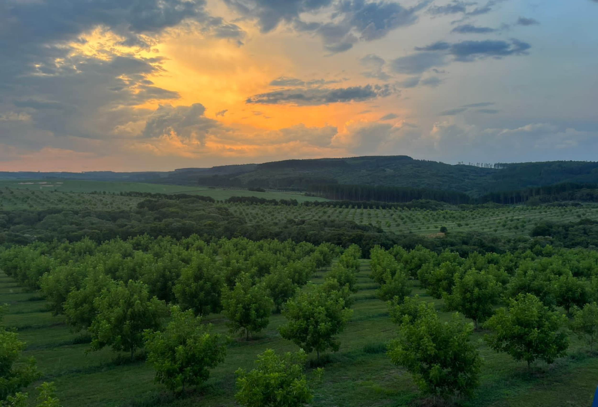 Pecã e turismo rural: o sul do Brasil pode virar um novo destino gastronômico?