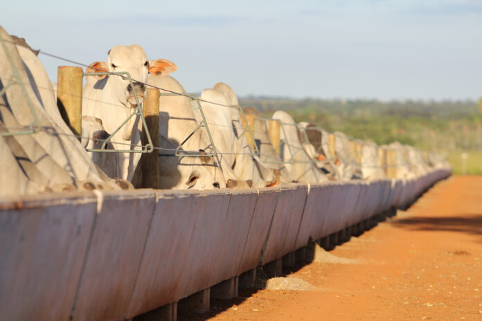 BELGO-Belgo-Cordaco-para-confinamento-credito-divulgacao