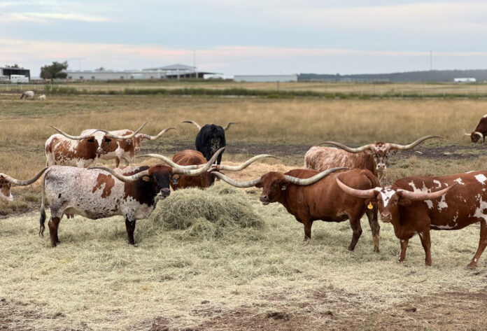 Texas Longhorn - Crédito Divulgação