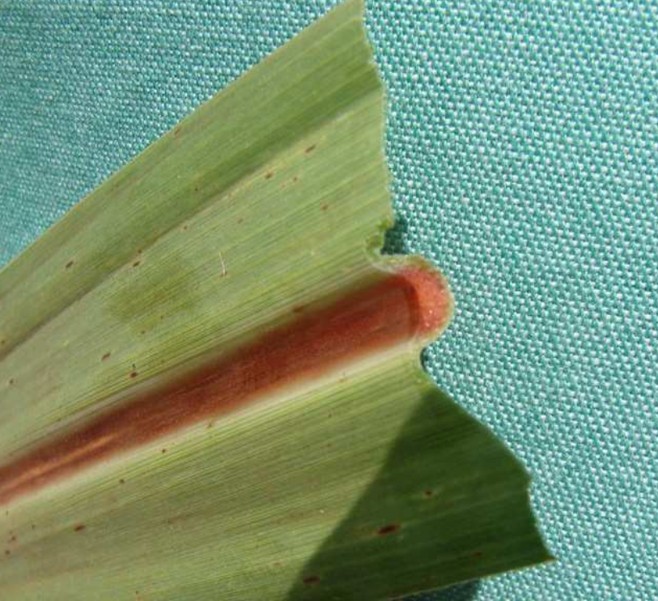 vetoquinol-sindrome-da-murcha-da-cana-foto-divulgacao