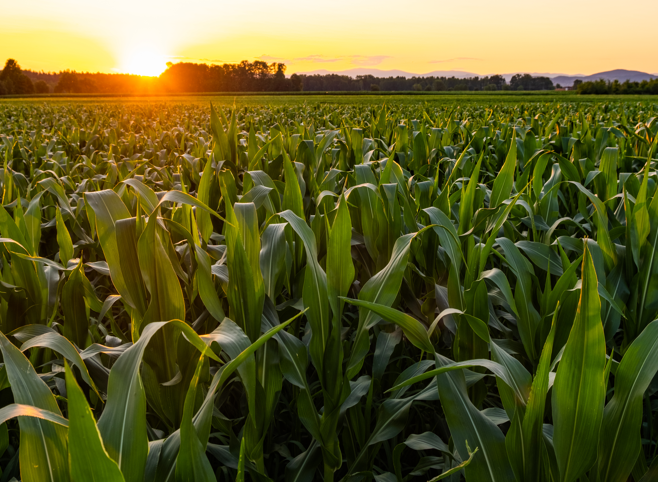 Inovador biológico 3 em 1 amplia registro para o milho e possibilita redução dos fertilizantes minerais com ganhos de 18 sacas por hectare