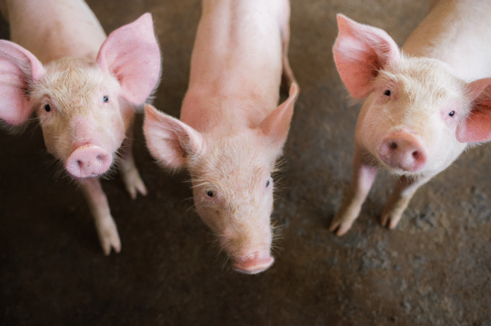 imagem_2025-10-29_093657686