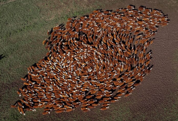 Rebanho HB - Crédito Lucas Nunes Divulgação