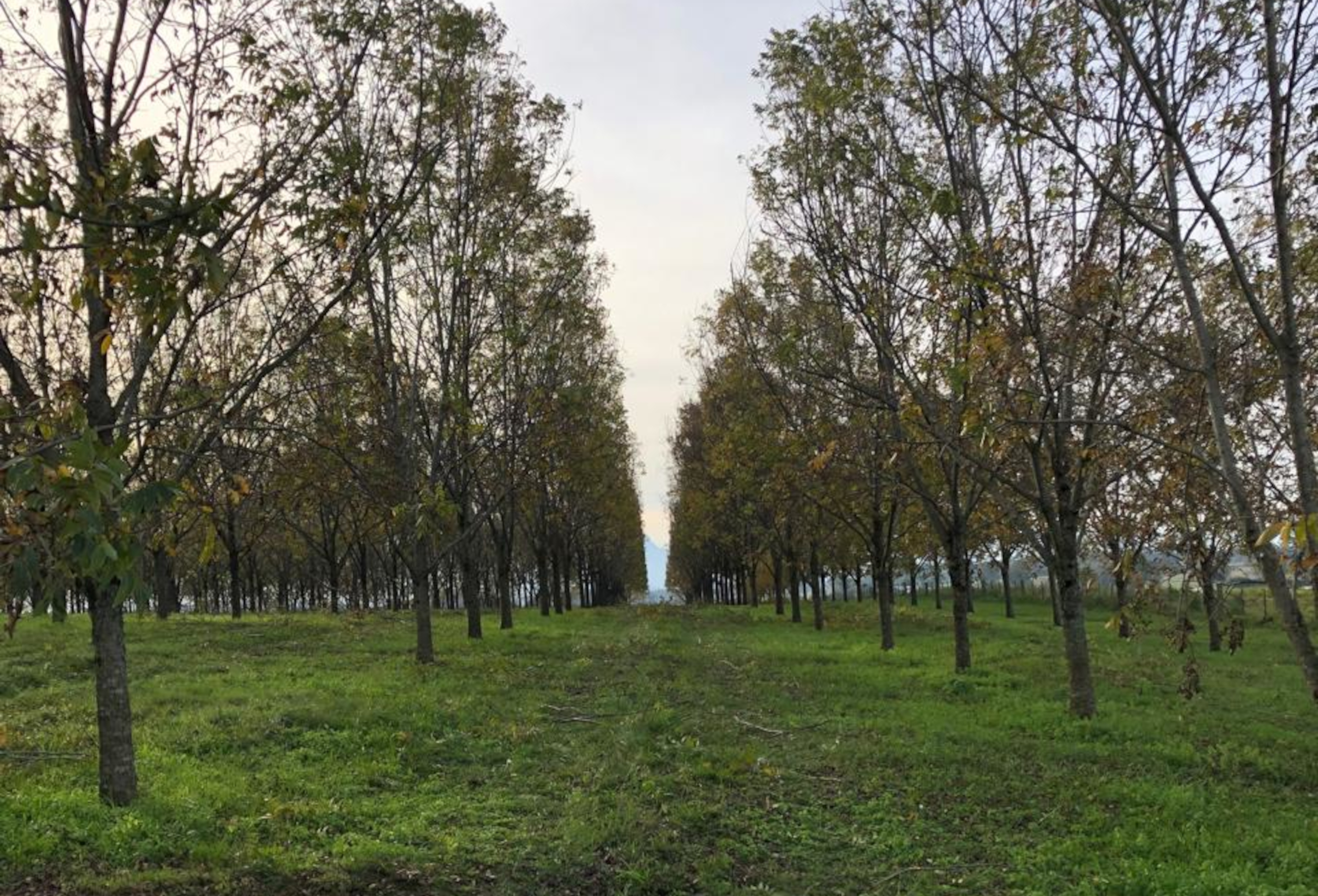 Pomar em modo laboratório: visita técnica mostrará o futuro da noz-pecã durante o Enapecan