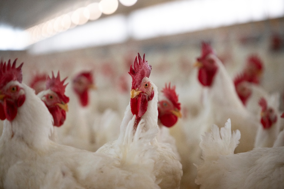 Zoetis alerta para Metapneumovírus aviário: o inimigo silencioso que ameaça a produtividade das aves