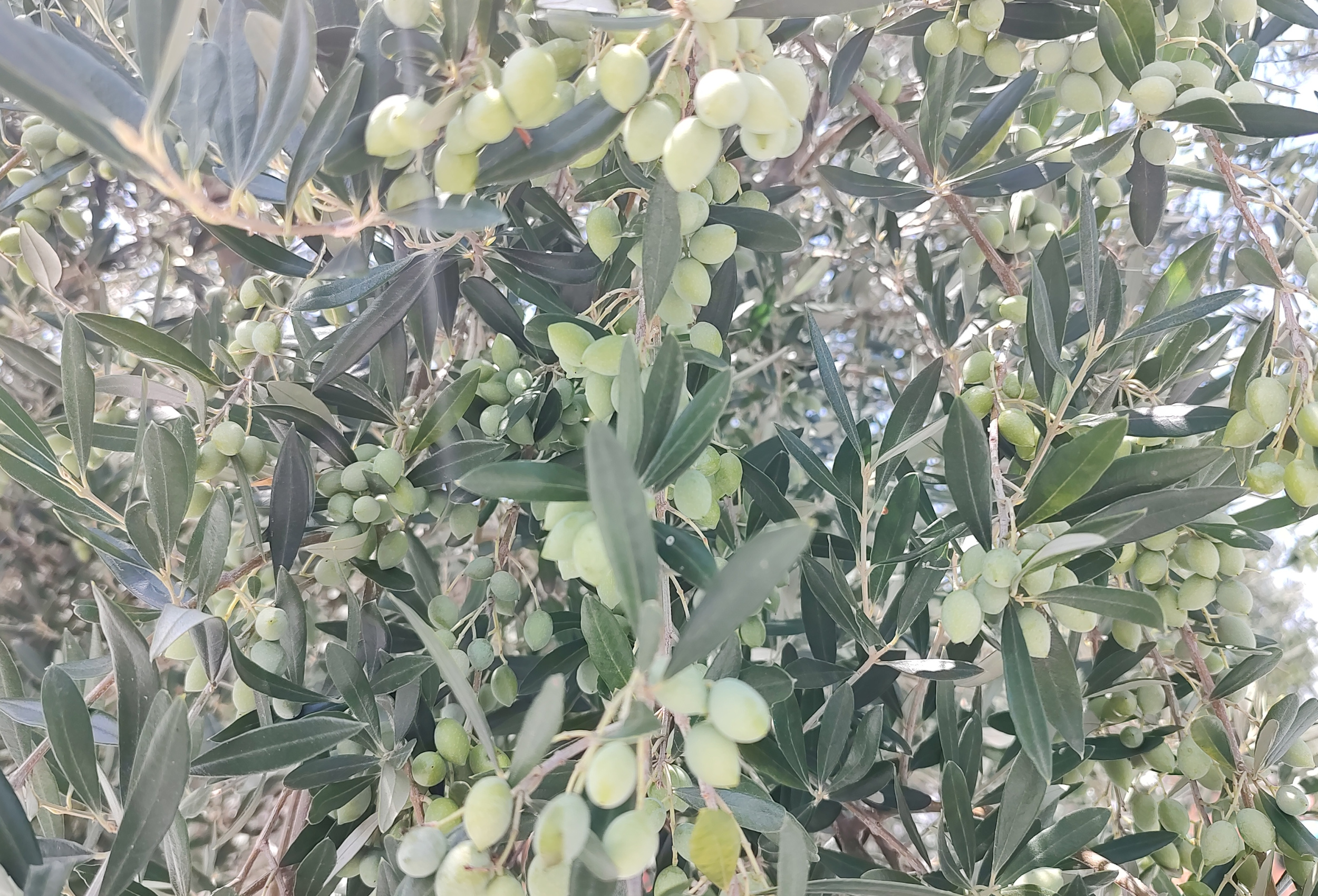 A nova fronteira do azeite: Brasil busca protagonismo mundial na olivicultura