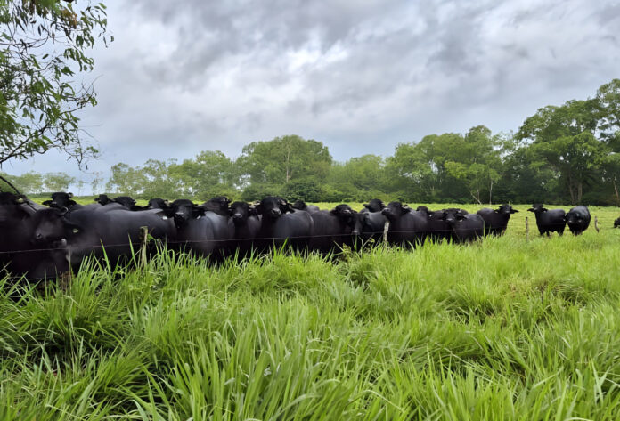 Fazenda Laguna - Crédito Divulgação