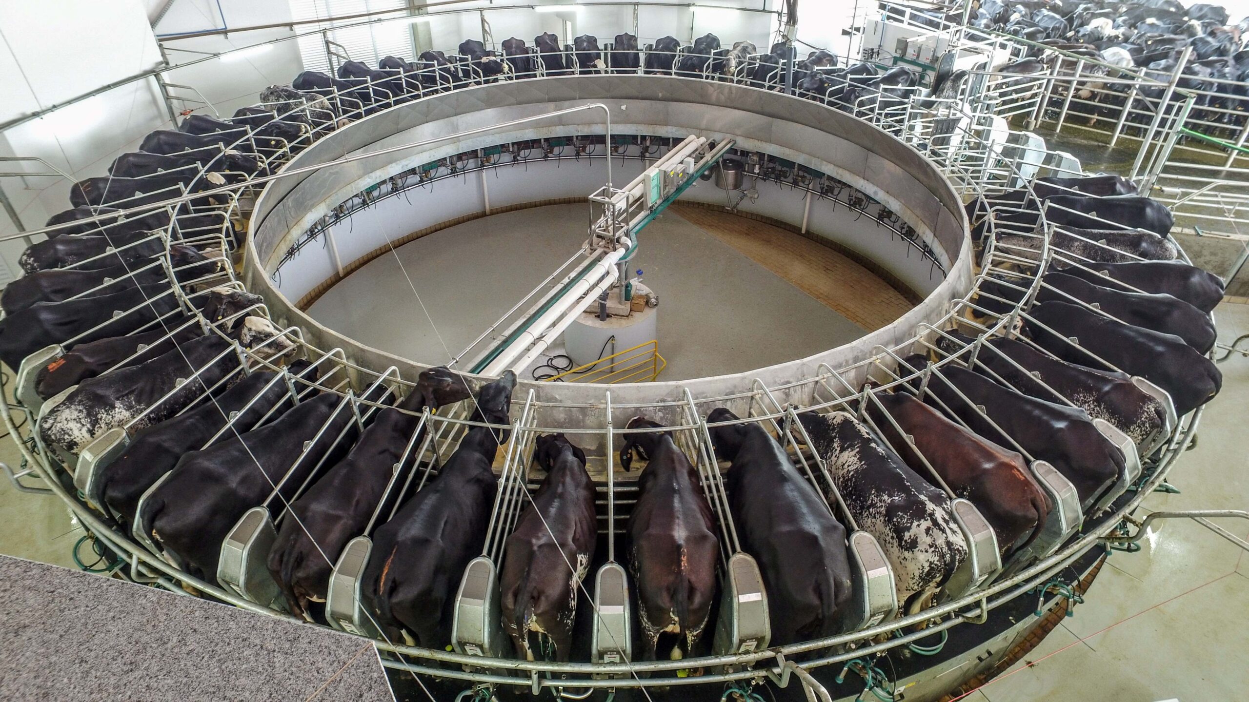 Especialistas alertam para os desafios do mercado global de lácteos