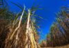 Manejo de plantas daninhas após a seca é chave para canaviais mais produtivos
