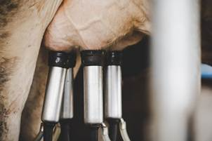 Estudo mostra que produtores de leite perdem R$ 1.200 por vaca com mastite. Especialista indica métodos de prevenção