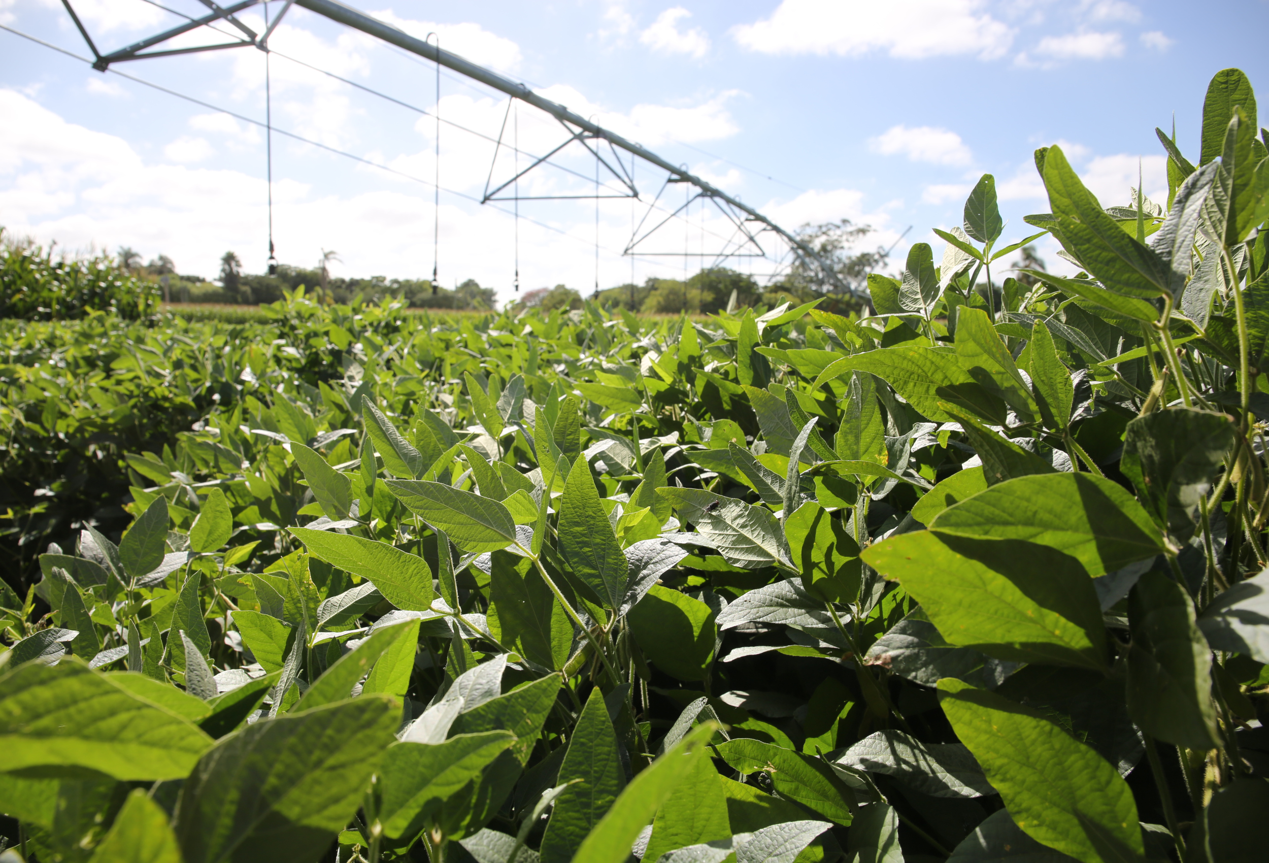 Licença ambiental mais rápida: o que muda com a nova lei em vigor
