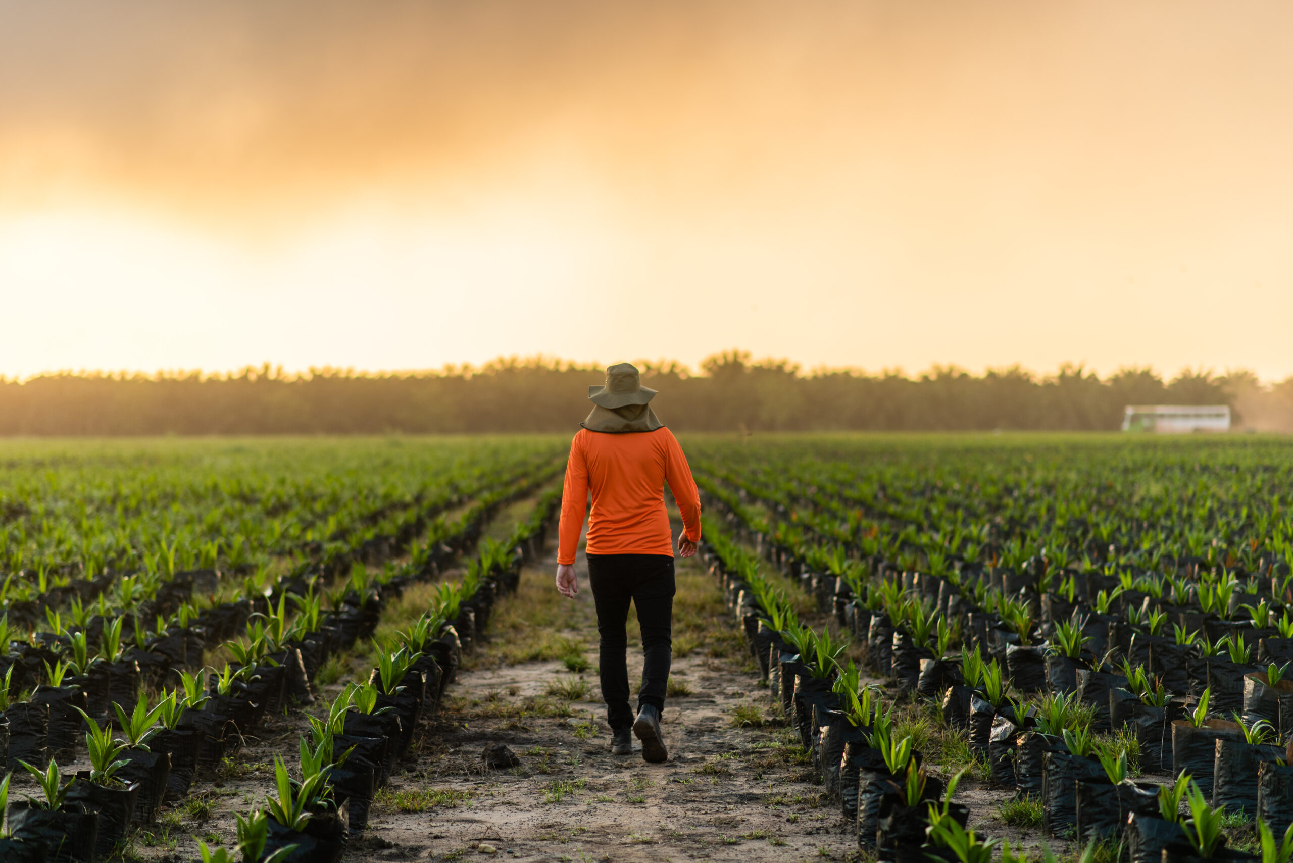 Agropalma apresenta ações de rastreabilidade e segurança no mercado de palma