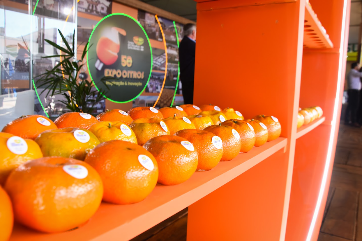 Citricultura brasileira vive ciclo de estratégias com a retomada da produção e o domínio do mercado global