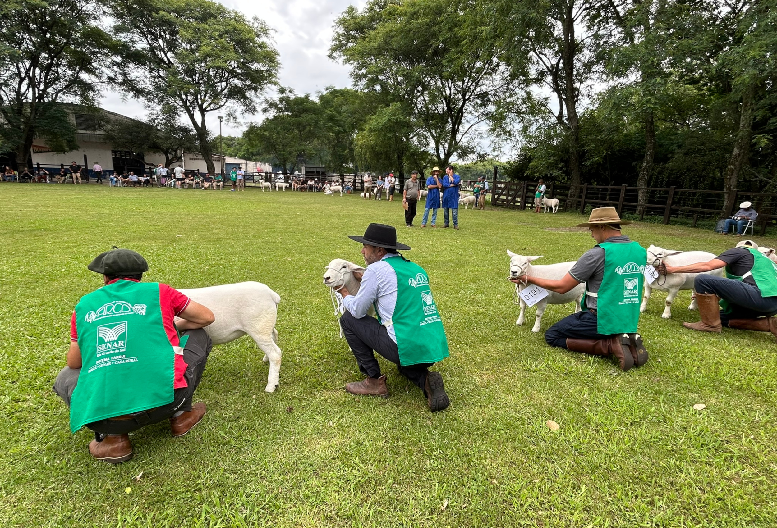 Circuito de verão da ovinocultura gira R$ 5 milhões no RS