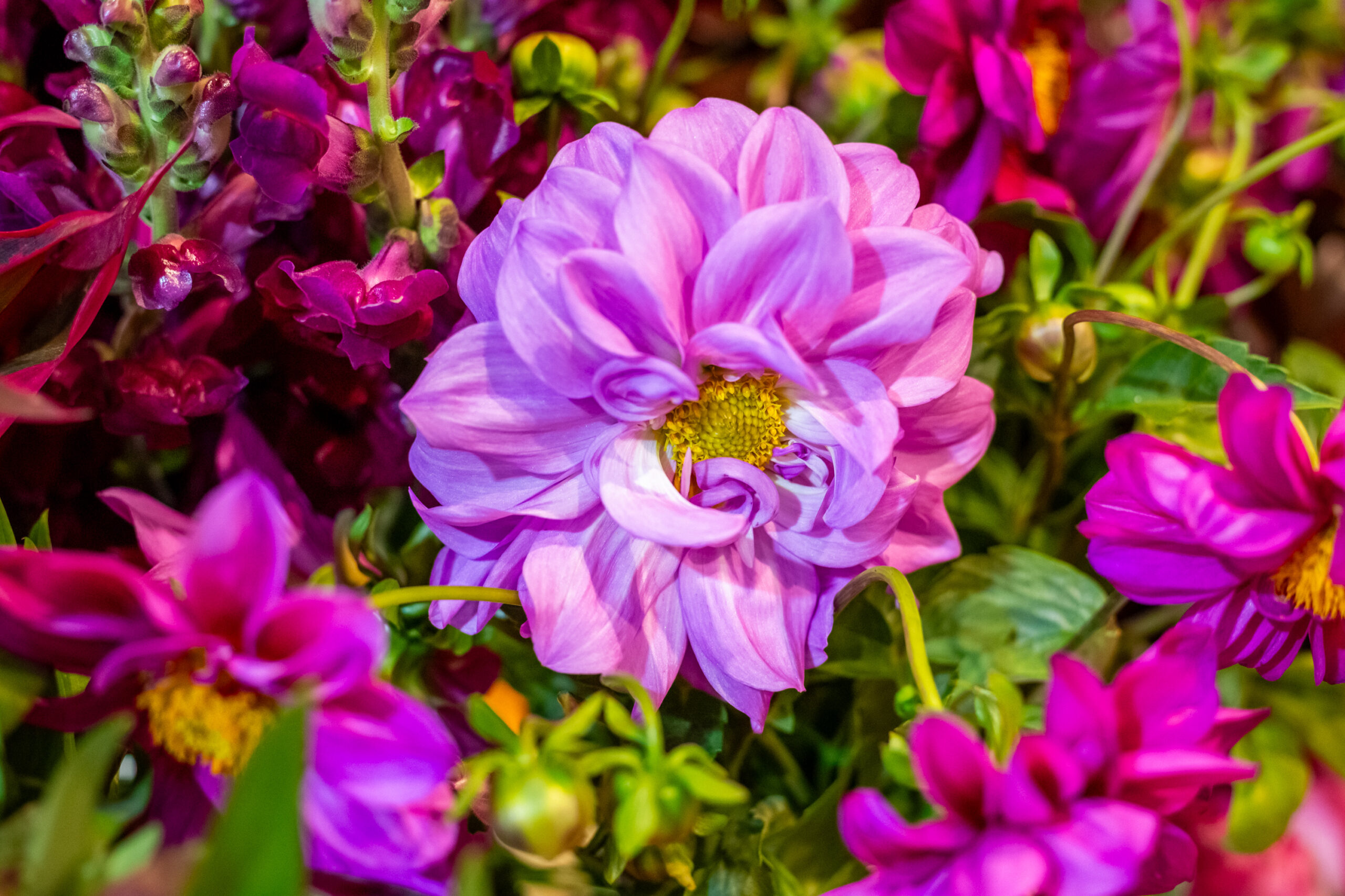 31º Veiling Market aponta tendências do mercado para assegurar o futuro da floricultura brasileira