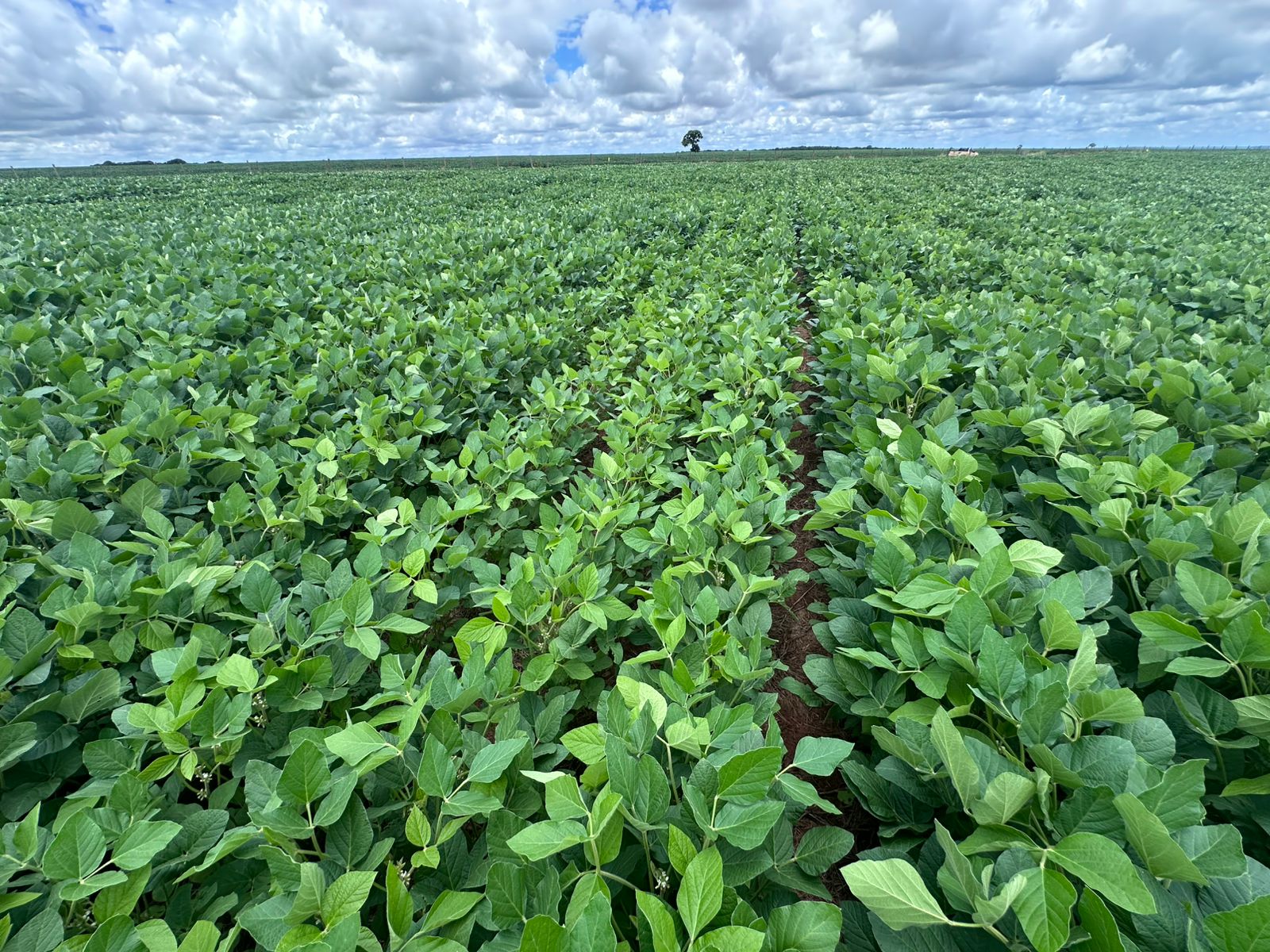 Biossolução sinérgica chega ao Brasil para aumentar a rentabilidade das culturas de soja e milho