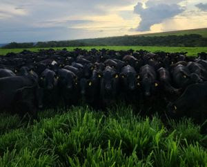 Pesquisa Qualibest: só 1% dos brasileiros querem deixar de consumir carne