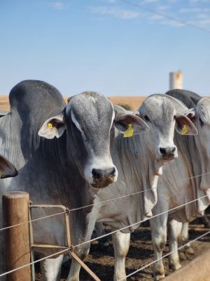 Guerra no Irã pode afetar exportações brasileiras de carne bovina