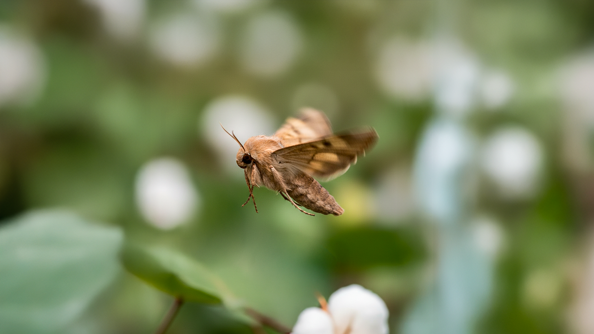 Helicoverpa desafia o campo e demanda por controle biológico cresce