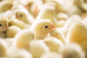 Manejo de ovos férteis: da postura à incubação para melhores índices de eclodibilidade