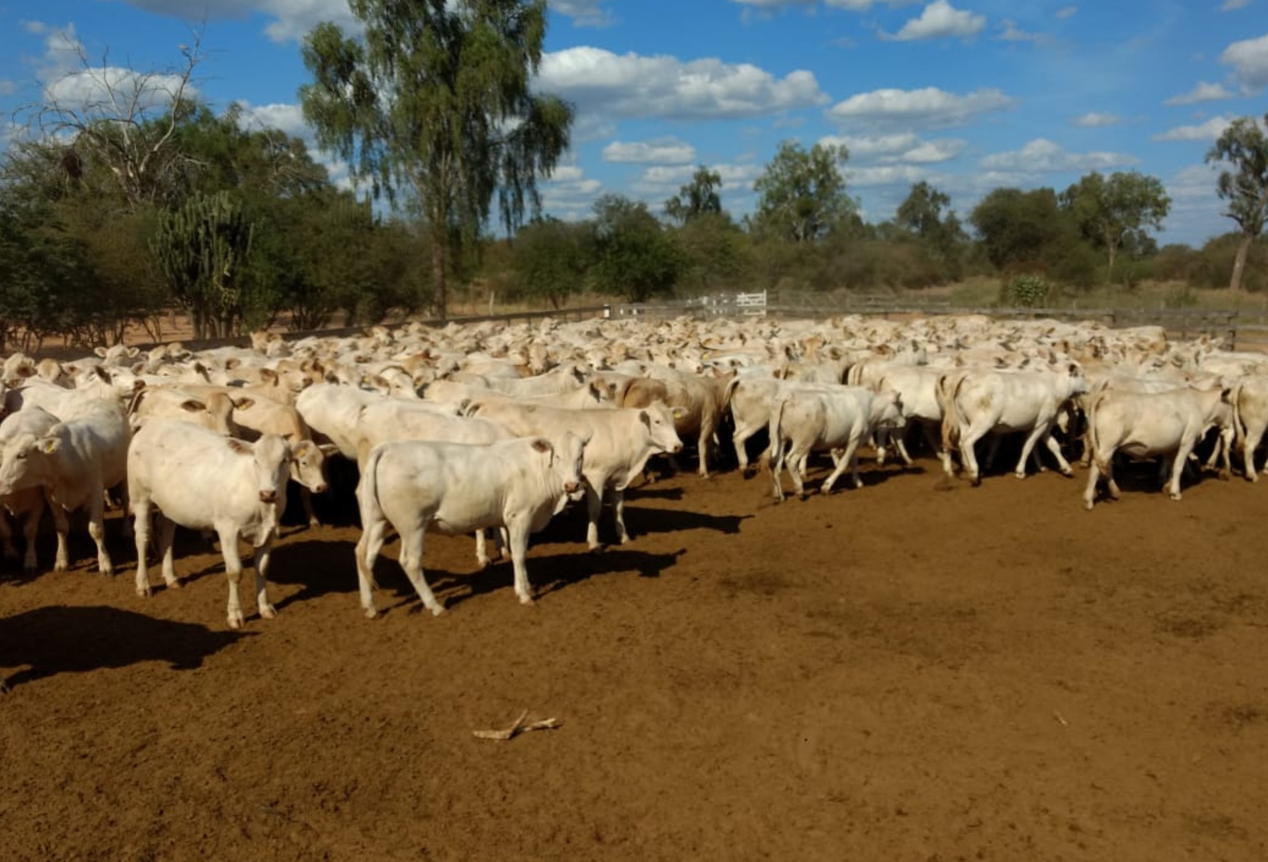 Canchim On Dairy: selo cria padrão genético para cruzamento leiteiro
