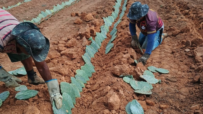 Projeto apoiado pela Sudene dá início à expansão do cultivo de palma forrageira no Semiárido
