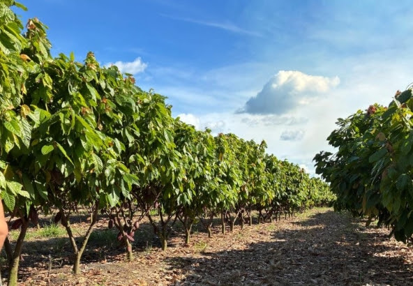 Apesar de não ser mais favorito, cacau ainda tem valor simbólico e histórico no nordeste