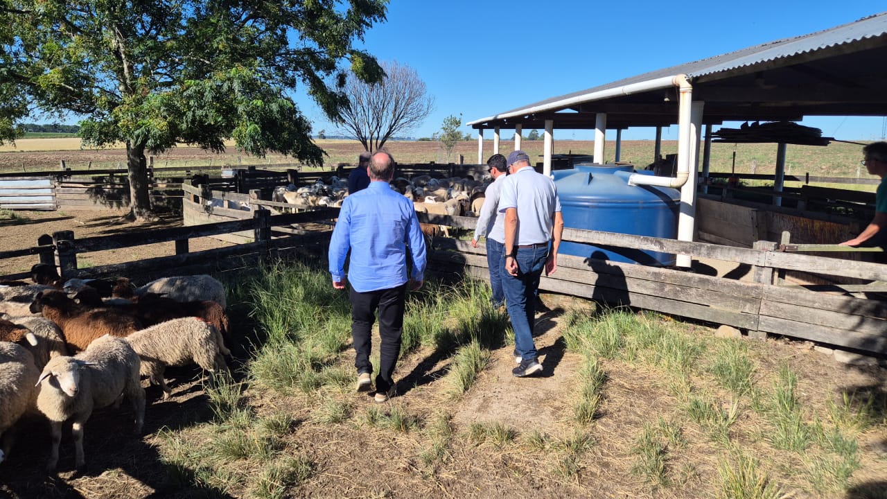 Santa Catarina discute parcerias para impulsionar a ovinocultura