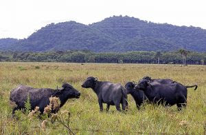 Criação de búfalos fortalece economia no Vale do Ribeira, mas manejo inadequado prejudica o solo, afetando agronegócio e meio ambiente