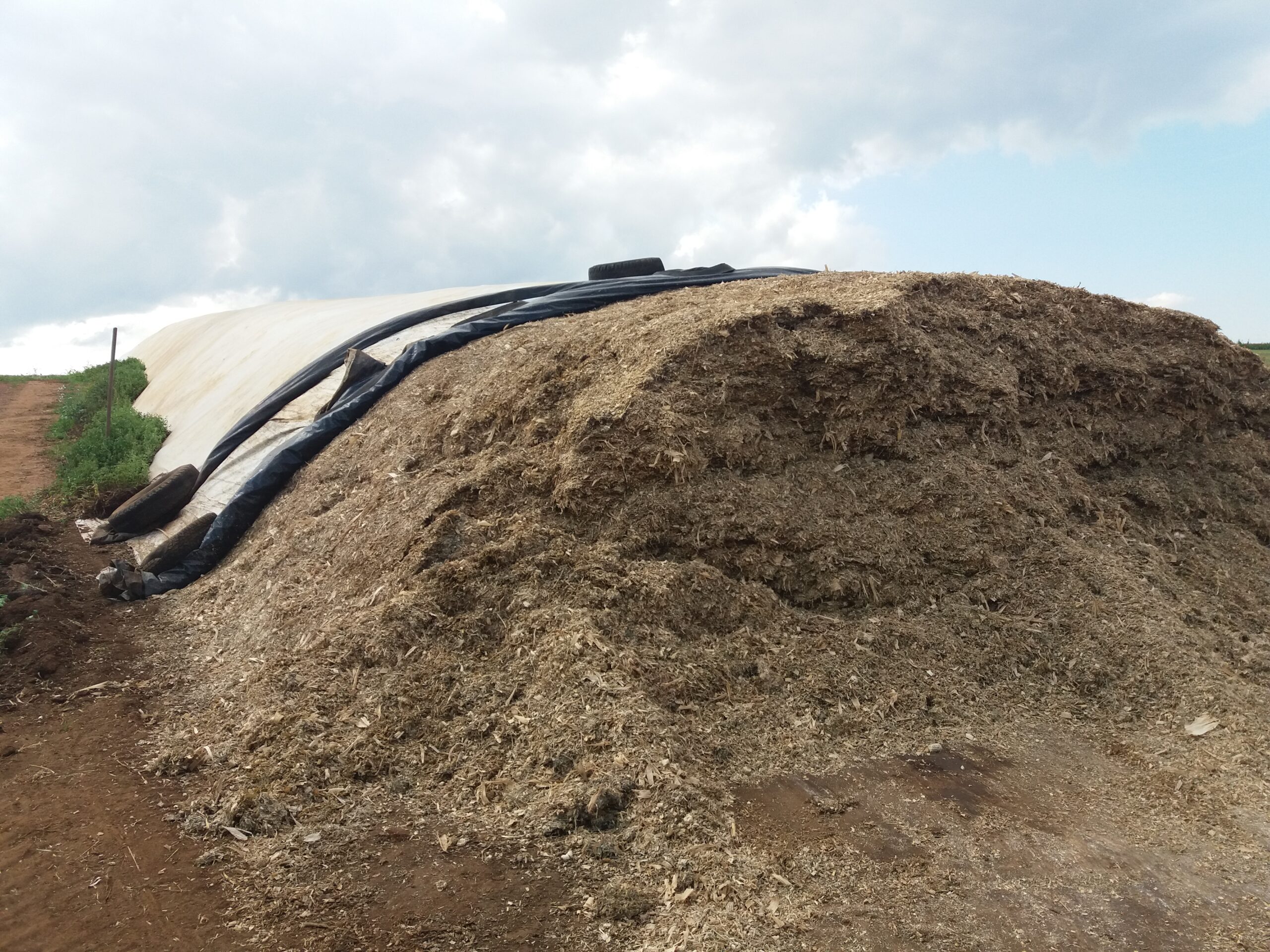 Volumoso garante produtividade e ganho de peso do rebanho durante a seca