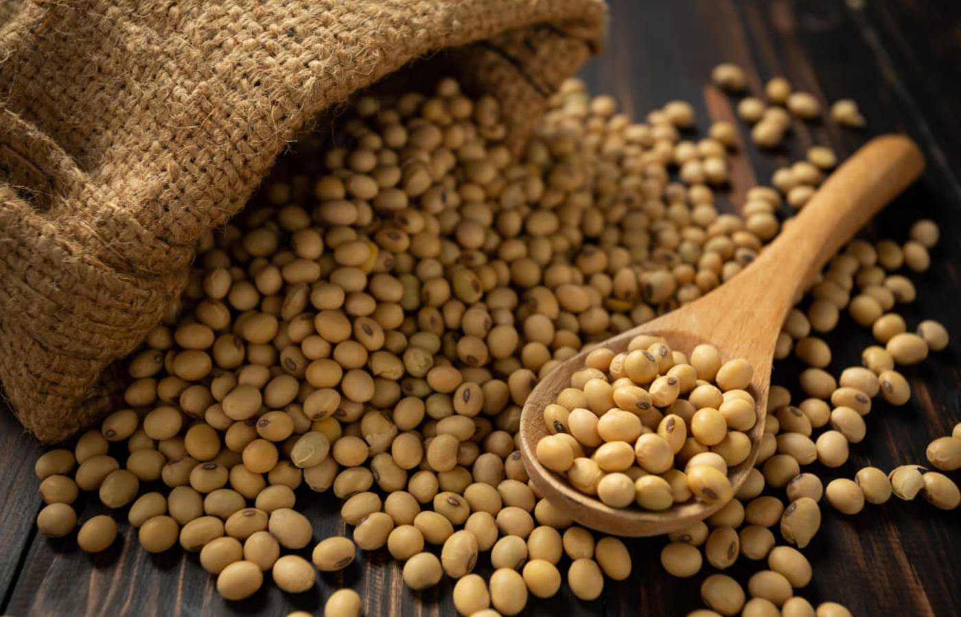 Soja e trigo hoje: confira as cotações para esta terça-feira (14)