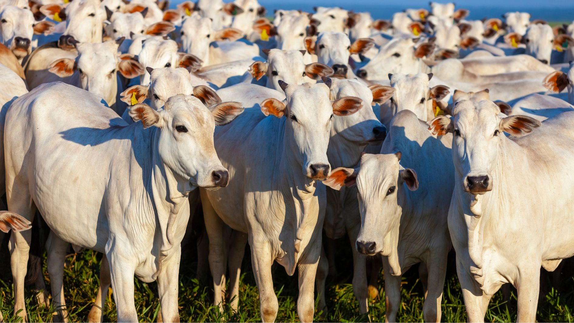 Virada do ciclo pecuário em 2026 eleva pressão por gestão e pode redefinir margens no gado de corte