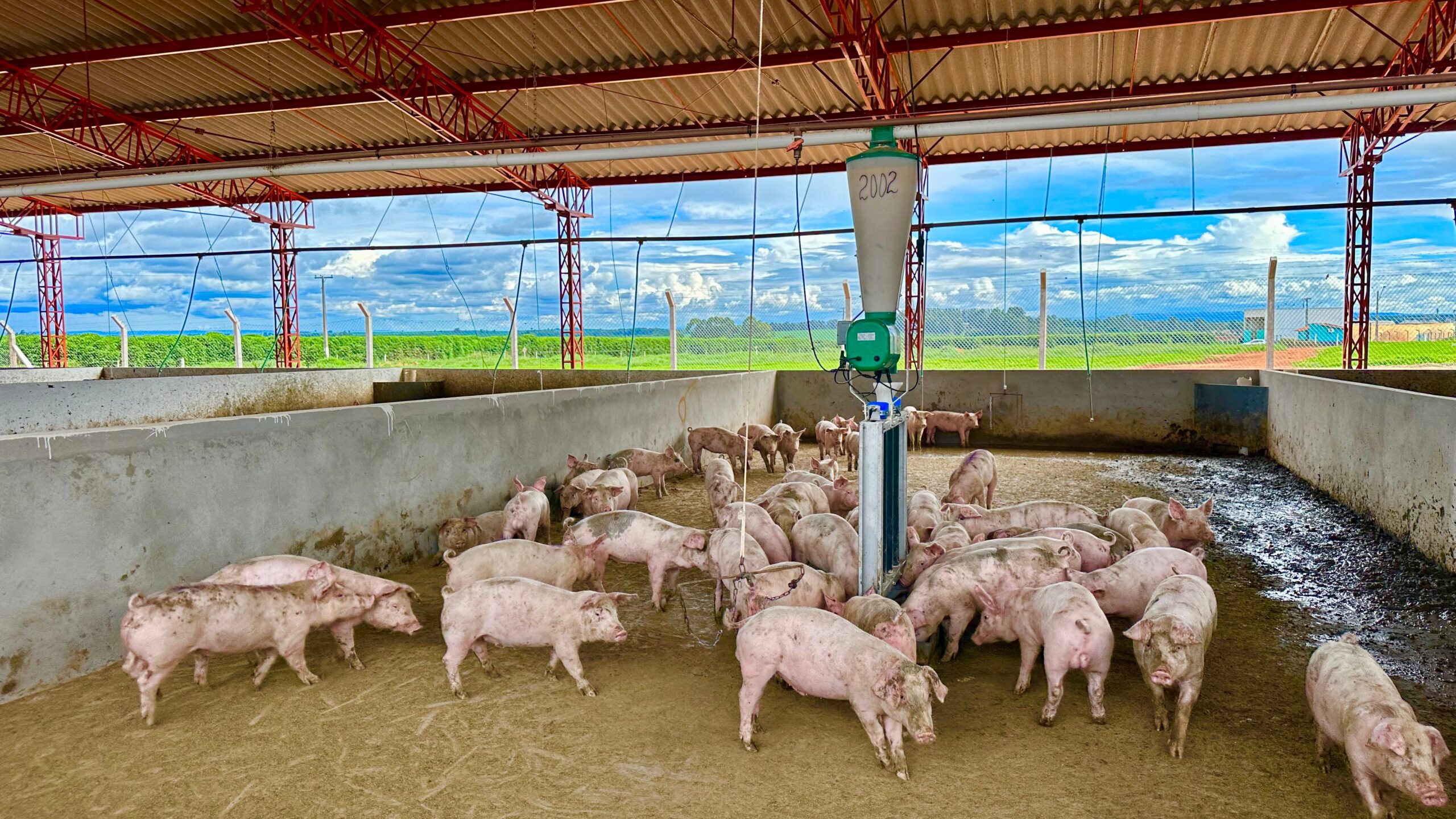 Granja mineira é a primeira do país a atender certificação de bem-estar animal de alto nível técnico na suinocultura