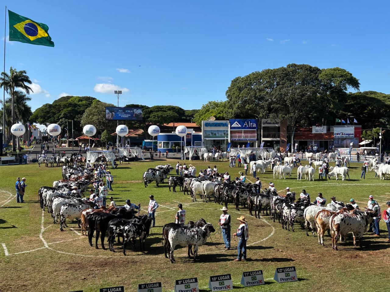 ExpoZebu deve reunir mais de 1.100 animais Nelore, em Uberaba (MG)