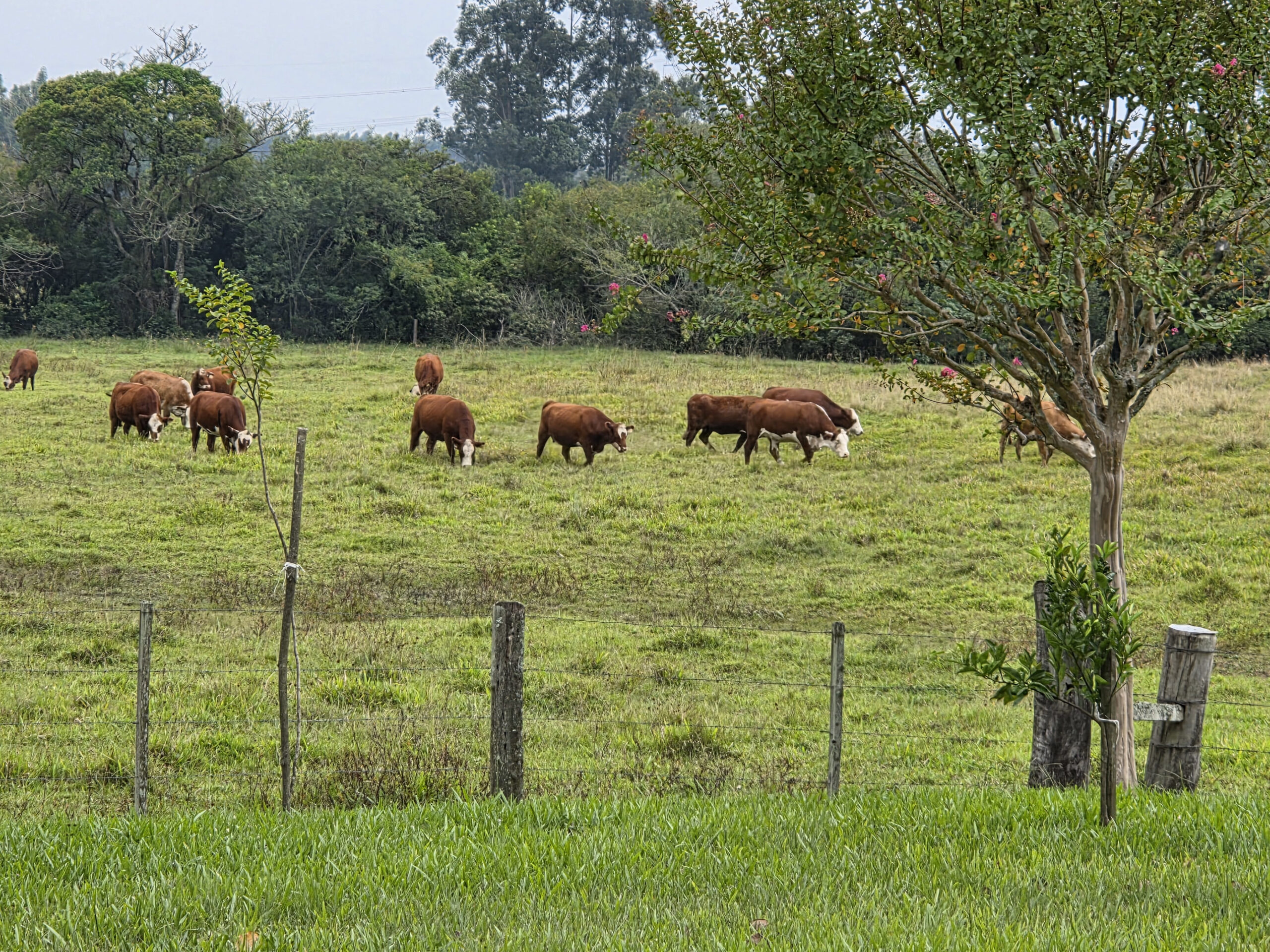 Ferramenta de simulação prevê projeção de cenários no agronegócio e amplia rentabilidade do setor