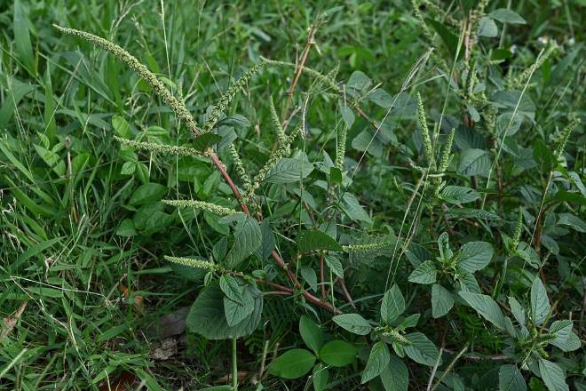 Grupo de pesquisa da Unesp propõe abordagem mais eficiente e sustentável para a produção de nanoherbicidas