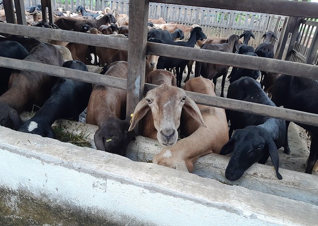 Ovinocultura: GreenFarm terá degustação de carnes