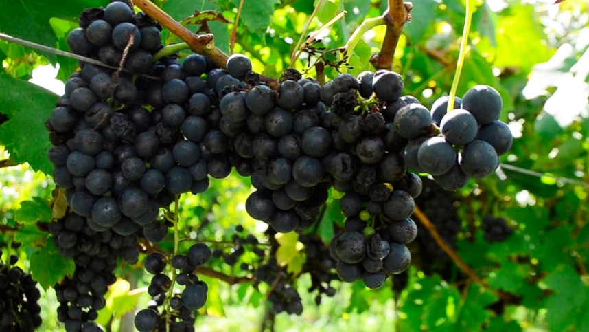 Diversidade marca avanço da vitivinicultura