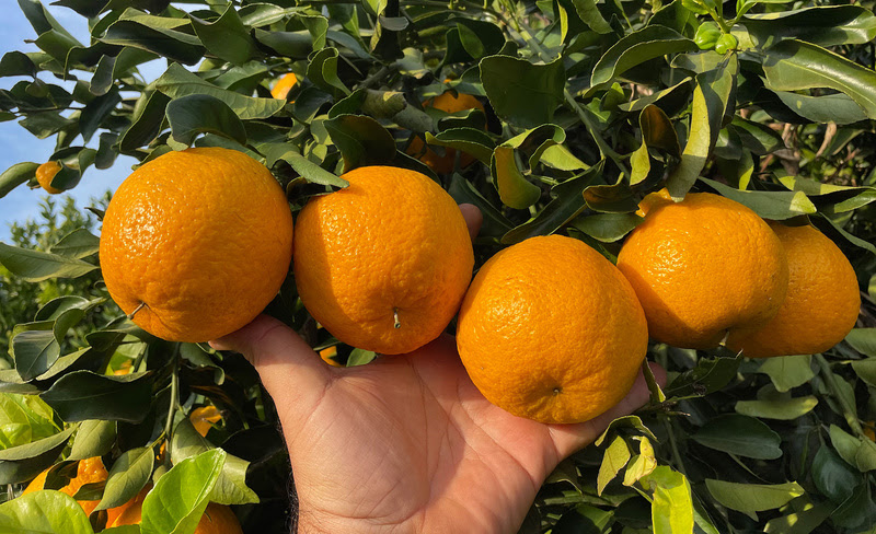 O “check-up” que protege o suco de laranja do Brasil para o mundo
