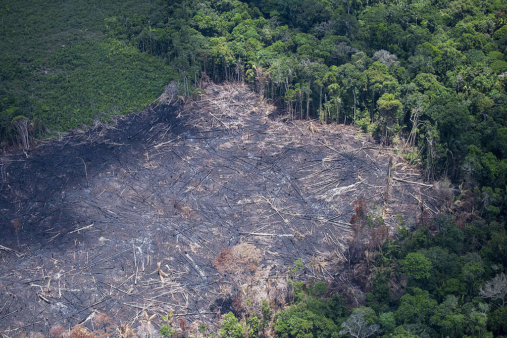 Empréstimo de US$ 20 milhões do IFC gera críticas por ligação com desmatamento da Amazônia e conflitos indígenas