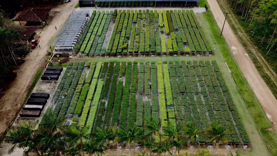 Dia Mundial do Meio Ambiente: PIB Verde ganha força no Brasil com restauração florestal, carbono e bioeconomia