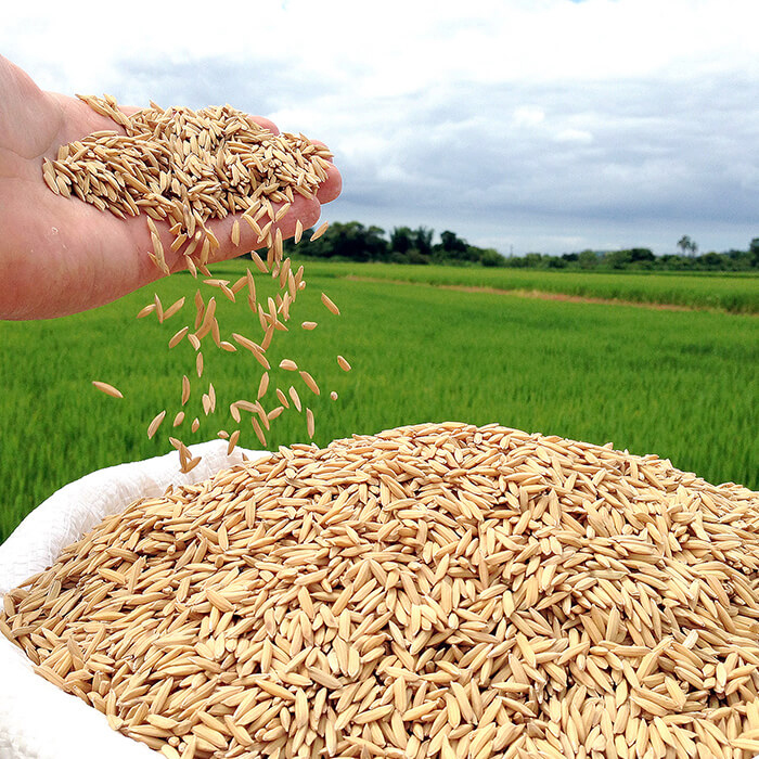 Exportações aquecem mercado e sustentam arroz no RS