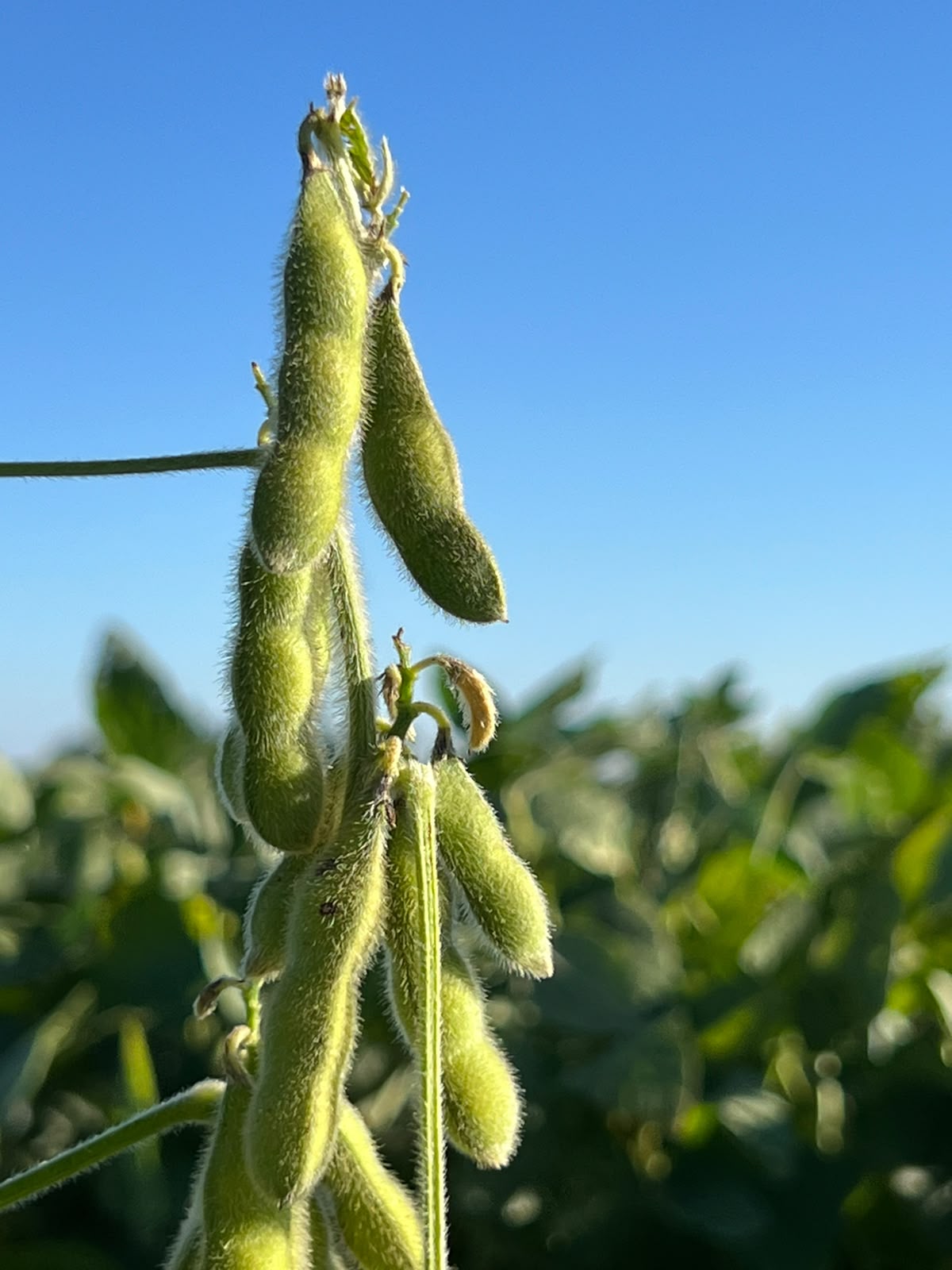 O futuro do agro começa no campo e depende das pessoas