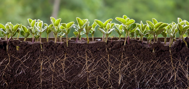 Agricultura regenerativa começa no solo e ganha força como estratégia para aumentar produtividade com eficiência - Sucesso no campo