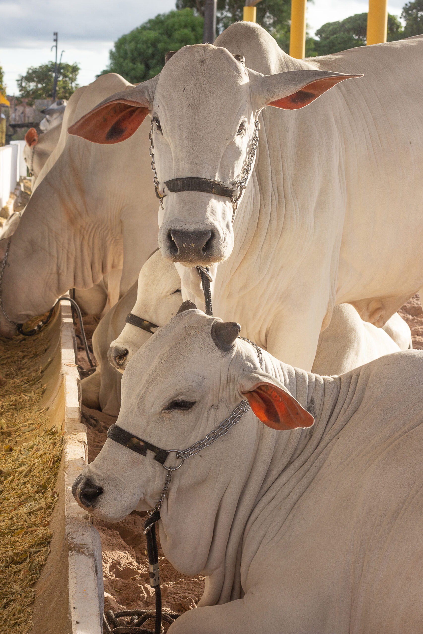 Mercado de genética bovina cresce 12,4% no primeiro semestre e supera 12 milhões de doses de sêmen comercializadas
