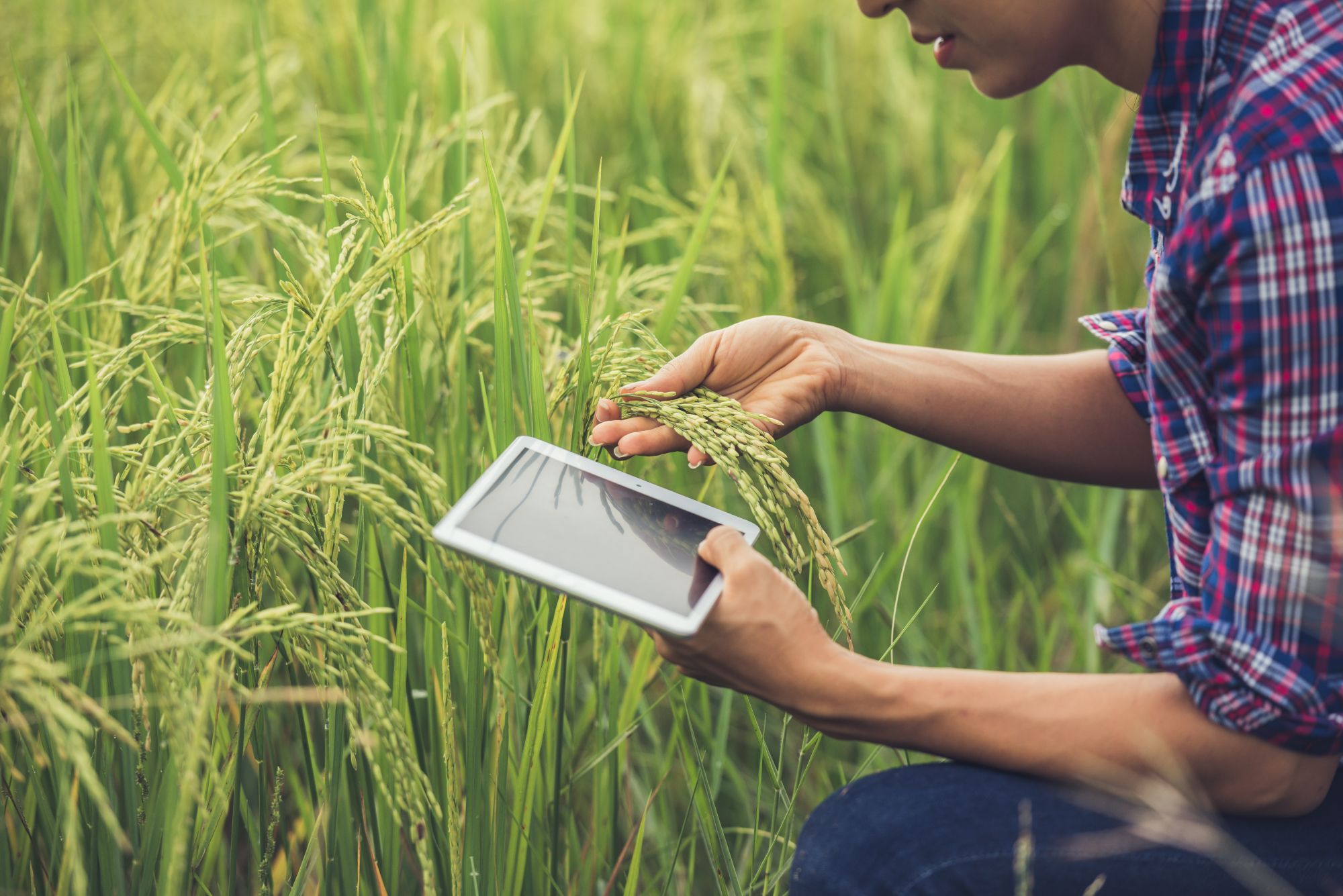 IA avança no campo: 78% dos CEOs do agronegócio planejam investir na tecnologia nos próximos meses