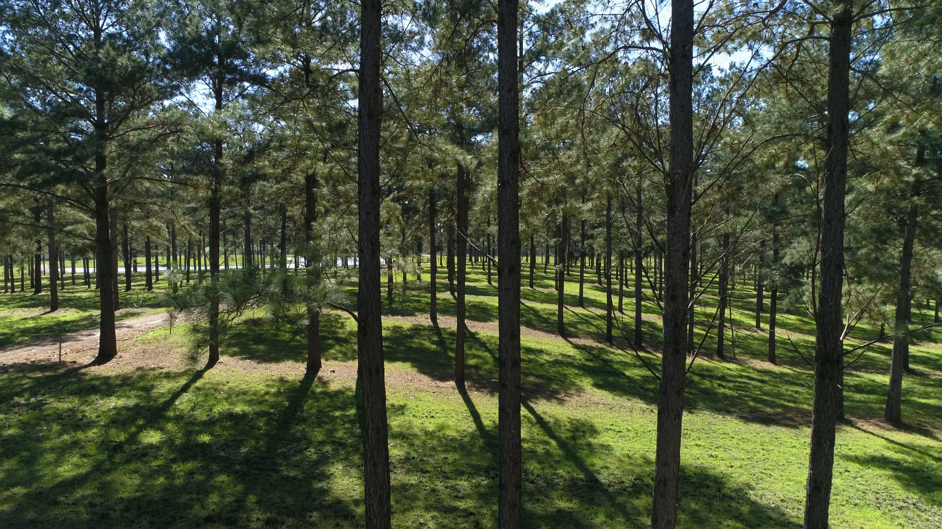 Simpress expande programa de neutralização de carbono e anuncia fazenda exclusiva de reflorestamento